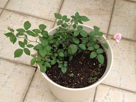 藤本月季盆栽用多大的盆合适 藤本月季盆栽用多大的盆合适