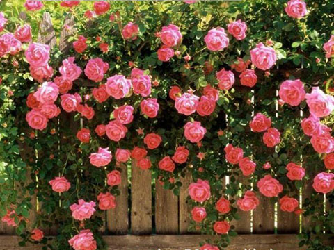 藤本月季需不要强剪 藤本月季需不要强剪