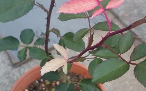 月季叶绿素缺乏引起的白化病叶片