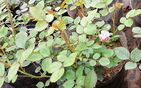 月季烧苗的原因有哪些，如何避免