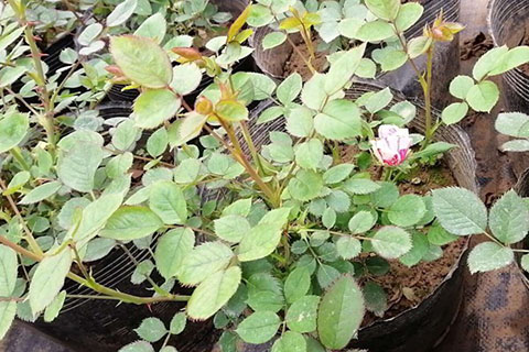 月季烧苗的原因有哪些，如何避免