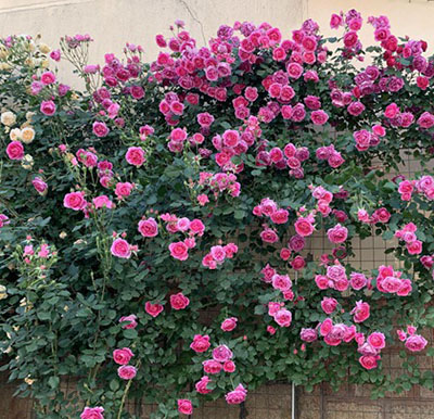 光照不足可以养月季吗