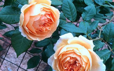 光照不足可以养月季吗