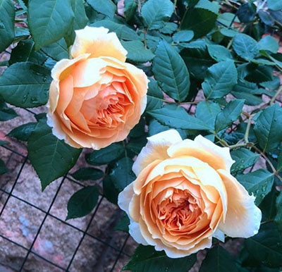 光照不足可以养月季吗