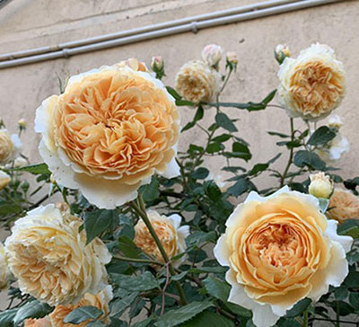 光照不足可以养月季吗