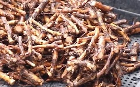 实生蔷薇根、扦插蔷薇根和蔷薇杆嫁接月季有什么区别