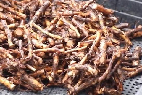 实生蔷薇根、扦插蔷薇根和蔷薇杆嫁接月季有什么区别 实生蔷薇根、扦插蔷薇根和蔷薇杆嫁接月季有什么区别