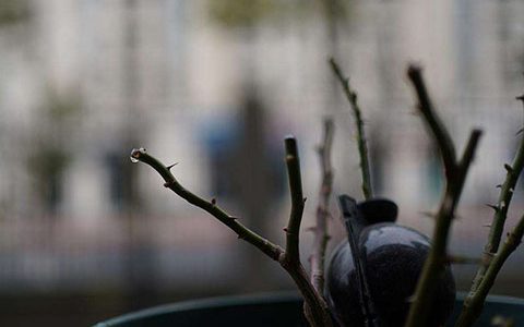 月季修剪如何避免伤流的发生