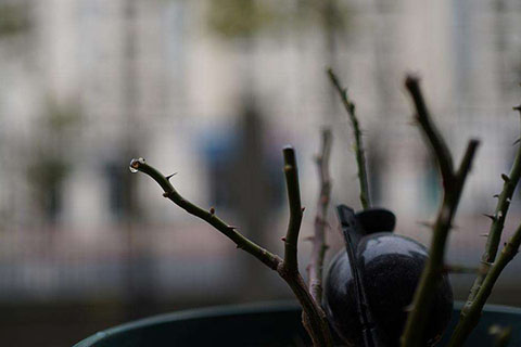 月季修剪如何避免伤流的发生 月季修剪如何避免伤流的发生