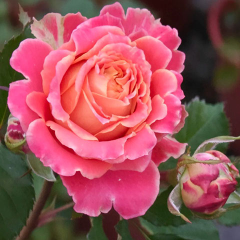 依玛拉小姐 依玛拉小姐