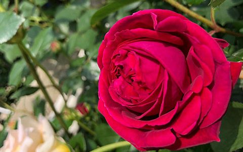 沙士比亚月季的优缺点