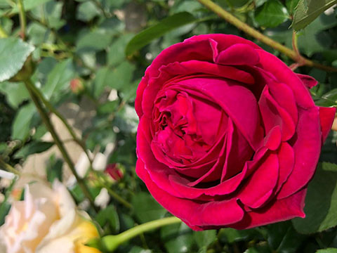 沙士比亚月季的优缺点 沙士比亚月季的优缺点