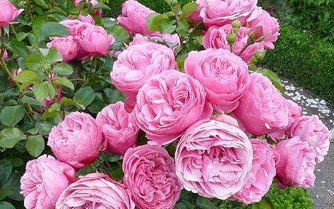 藤本月季为什么在南方不爱开花