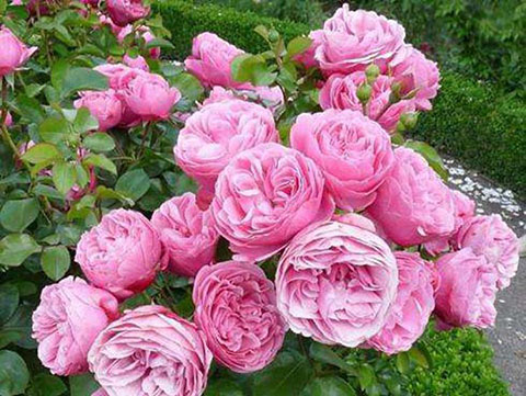 藤本月季为什么在南方不爱开花 藤本月季为什么在南方不爱开花