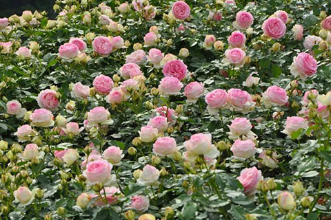 藤本月季为什么在南方不爱开花 藤本月季为什么在南方不爱开花