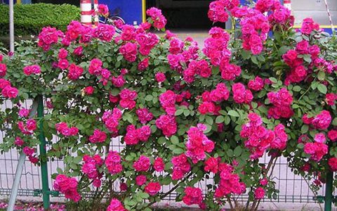 藤本月季能当年就开花么