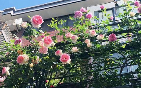 藤本月季可以在阳台种植吗