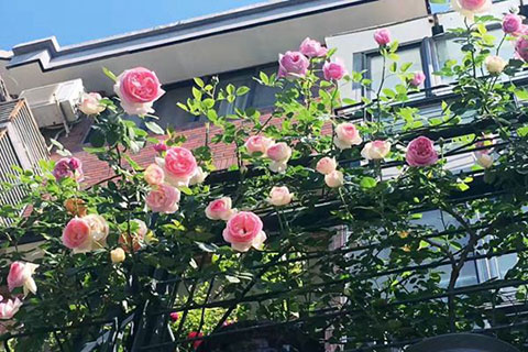 藤本月季可以在阳台种植吗