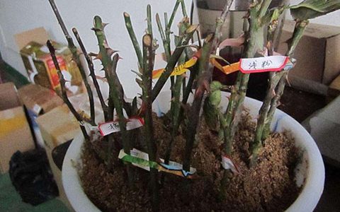 月季花最佳扦插时间,月季花最佳扦插时间是什么时候