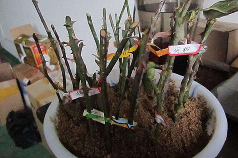 月季花最佳扦插时间,月季花最佳扦插时间是什么时候 月季花最佳扦插时间,月季花最佳扦插时间是什么时候