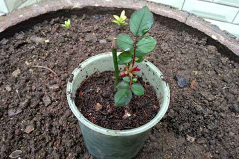 月季花最佳扦插时间,月季花最佳扦插时间是什么时候 月季花最佳扦插时间,月季花最佳扦插时间是什么时候