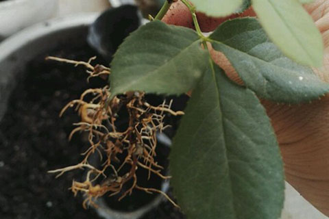 月季花最佳扦插时间,月季花最佳扦插时间是什么时候 月季花最佳扦插时间,月季花最佳扦插时间是什么时候