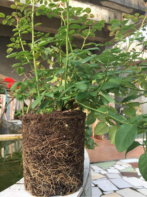 什么是控根盆，它有什么优点