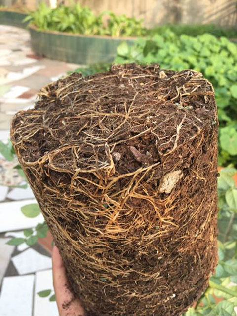 什么是控根盆，它有什么优点