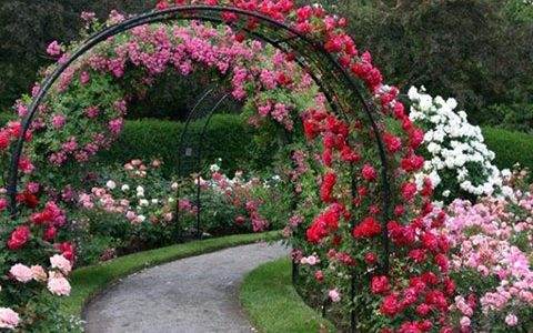 月季做拱门一边栽几颗
