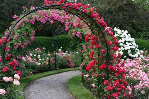 藤本月季种植间距是多少,几米一棵合适 藤本月季种植间距是多少,几米一棵合适