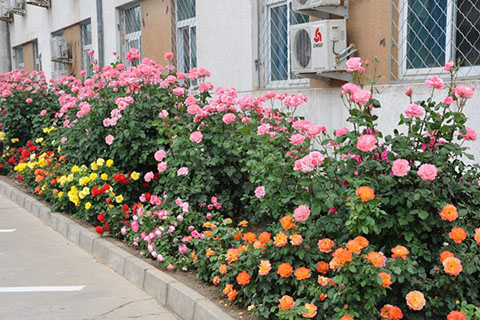 藤本月季种植间距是多少,几米一棵合适 藤本月季种植间距是多少,几米一棵合适