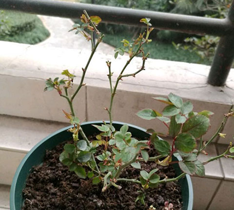 月季各种病的叶片症状以及防治方法 月季各种病的叶片症状以及防治方法