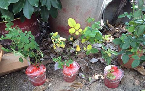 月季各种病的叶片症状以及防治方法