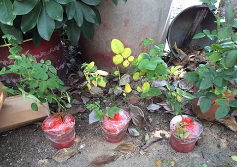 月季各种病的叶片症状以及防治方法 月季各种病的叶片症状以及防治方法