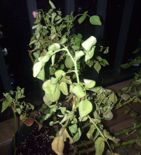 月季各种病的叶片症状以及防治方法 月季各种病的叶片症状以及防治方法