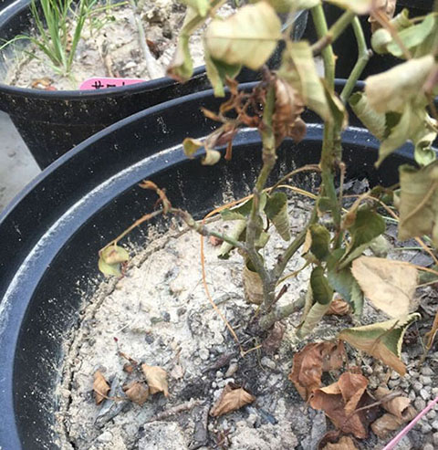 月季各种病的叶片症状以及防治方法 月季各种病的叶片症状以及防治方法