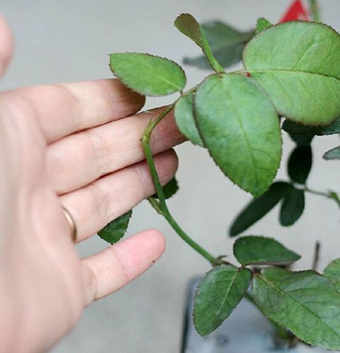 月季各种病的叶片症状以及防治方法 月季各种病的叶片症状以及防治方法