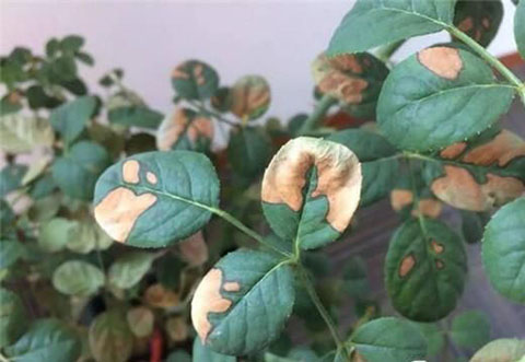 月季各种病的叶片症状以及防治方法 月季各种病的叶片症状以及防治方法