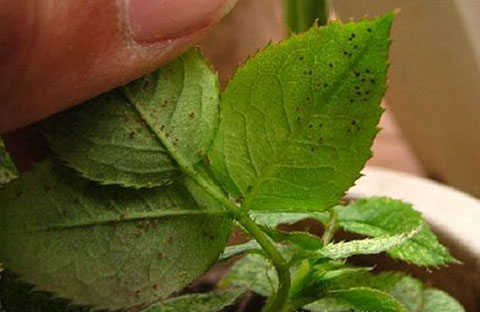 月季各种病的叶片症状以及防治方法 月季各种病的叶片症状以及防治方法