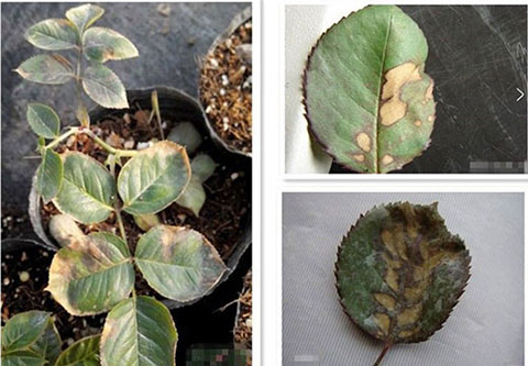 月季各种病的叶片症状以及防治方法 月季各种病的叶片症状以及防治方法