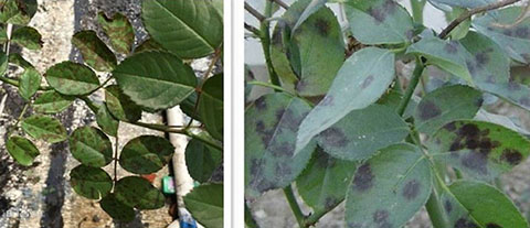 月季各种病的叶片症状以及防治方法 月季各种病的叶片症状以及防治方法