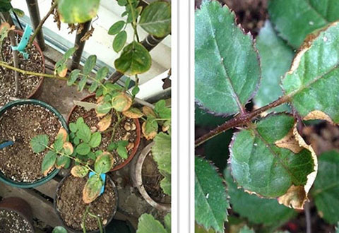 月季各种病的叶片症状以及防治方法 月季各种病的叶片症状以及防治方法