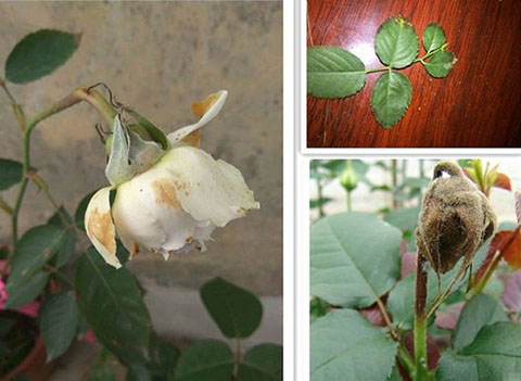 月季各种病的叶片症状以及防治方法 月季各种病的叶片症状以及防治方法