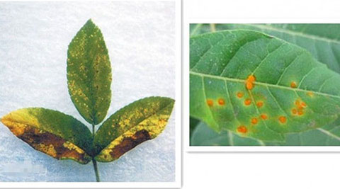 月季各种病的叶片症状以及防治方法 月季各种病的叶片症状以及防治方法