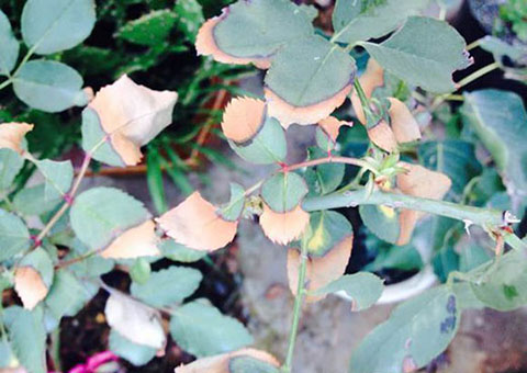 月季各种病的叶片症状以及防治方法 月季各种病的叶片症状以及防治方法