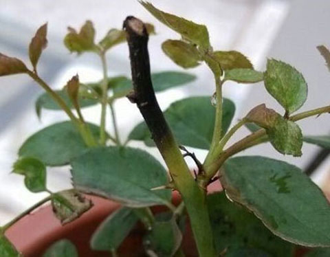 月季各种病的叶片症状以及防治方法 月季各种病的叶片症状以及防治方法