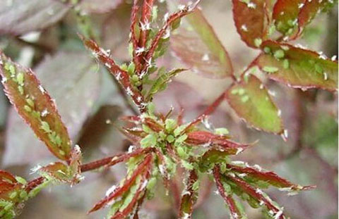 月季各种病的叶片症状以及防治方法 月季各种病的叶片症状以及防治方法