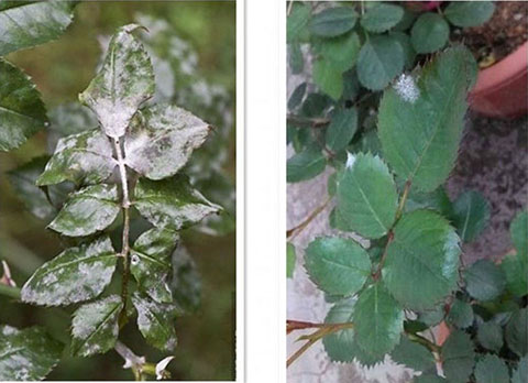 月季各种病的叶片症状以及防治方法 月季各种病的叶片症状以及防治方法