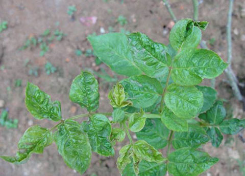 月季各种病的叶片症状以及防治方法 月季各种病的叶片症状以及防治方法