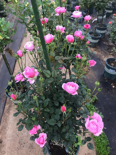 树状月季什么品种勤花又好养 树状月季什么品种勤花又好养